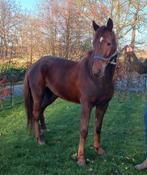 Wandelpaard, Animaux & Accessoires, Chevaux, Hongre, Moins de 160 cm, Avec pedigree, Ne s'applique pas