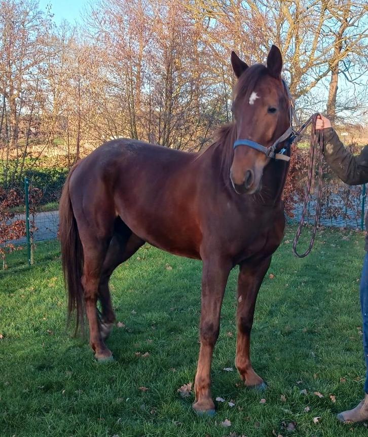 Wandelpaard, Dieren en Toebehoren, Paarden, Ruin, Niet van toepassing, Minder dan 160 cm, 3 tot 6 jaar, Met stamboom, Gechipt
