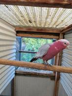 Rosekakato l, Dieren en Toebehoren, Vogels | Parkieten en Papegaaien