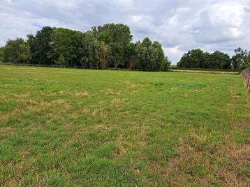 Weide te huur in Duffel, schuilstal ,water en electriciteit beschikbaar voor biedingen