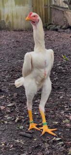 Jonge Shamo-hanen en -hennen van topkwaliteit., Dieren en Toebehoren