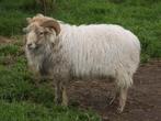 Ouessant ram (Niet voor slacht), Dieren en Toebehoren, Schaap