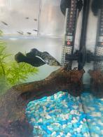 Molly’s, Animaux & Accessoires