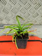 Carex morrowii irish green p9 siergras. ±100 stuks., Tuin en Terras, Planten | Tuinplanten, Ophalen of Verzenden, Vaste plant