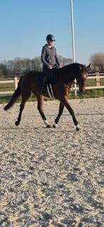 Zadelmak maken jonge paarden, Zadelmak