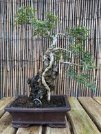 Bonsai Serissa Foetida - 12 jaar, Tuin en Terras, Planten | Tuinplanten, Ophalen, Lente