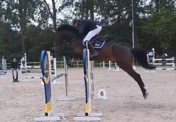 7j springpaard, Hongre, M, Cheval de saut, 170 à 175 cm