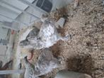2 trios  brahma isabel, Dieren en Toebehoren