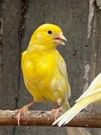 Waterslagers, Dieren en Toebehoren, Vogels | Kanaries, Meerdere dieren, Zangkanarie