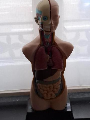 Anatomie model beschikbaar voor biedingen