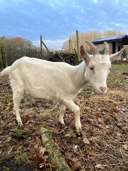 Saanengeiten Mieke 1,5 jaar oud., Dieren en Toebehoren, Schapen, Geiten en Varkens, Geit, Vrouwelijk, 0 tot 2 jaar