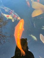 Japanse koi