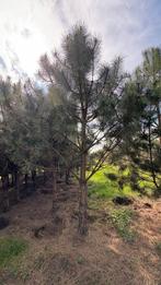 Pinus sylvestris en nigra nigra dennen opruiming, Ophalen of Verzenden
