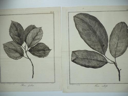 1798 Twee kopergravures FICUS Friedrich Guimpel botanist DL., Antiek en Kunst, Kunst | Etsen en Gravures, Ophalen of Verzenden