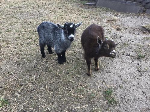 Dwerggeit bokjes, Dieren en Toebehoren, Schapen, Geiten en Varkens, Geit, Mannelijk, 0 tot 2 jaar