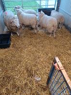 Schapen, Dieren en Toebehoren