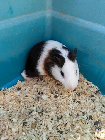 Cavia's beschikbaar voor biedingen