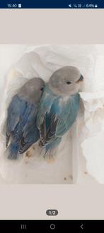 Agapornis roseicollie babys handtam