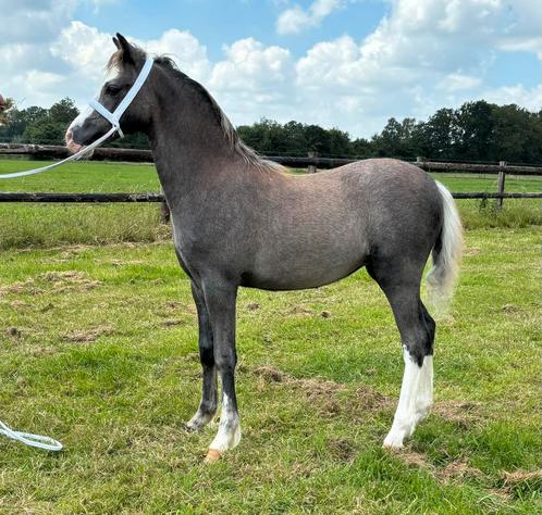 2 lieve sectie a merrieveulens, Dieren en Toebehoren, Pony's