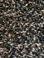 Noppentapijt, Enlèvement, Comme neuf, Modern