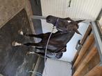 12 jarige zwart witte nonstop merrie, Dieren en Toebehoren, Merrie, Springpaard, Gechipt, 11 jaar of ouder