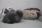 Nhd dwergkonijnen, Meerdere dieren, Dwerg, Hangoor, 0 tot 2 jaar