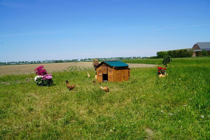 Trespa Kippenhok / Chalet L - Cucciolotta, Dieren en Toebehoren, Pluimvee | Toebehoren, Nieuw, Kippenhok of Kippenren, Ophalen of Verzenden