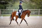 Knappe en topfitte D pony zz dressuur geklasseerd, Dieren en Toebehoren, Pony's, ZZ, Gechipt, Dressuurpony, 11 jaar of ouder