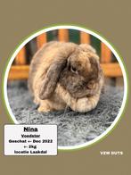 Voedster ter adoptie vzw duts, Dieren en Toebehoren, Vrouwelijk, Klein