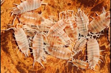 Isopods  beschikbaar voor biedingen