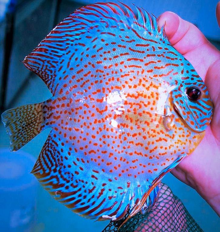 DISCUS PROTECTOR, Dieren en Toebehoren, Vissen | Aquaria en Toebehoren, Ophalen