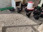 Java krielen te koop, Dieren en Toebehoren, Meerdere dieren, Kip