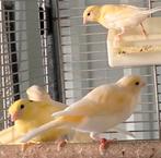 Mooie jonge kanaries + mooie kooi, Dieren en Toebehoren, Vogels | Kanaries, Geslacht onbekend, Zangkanarie