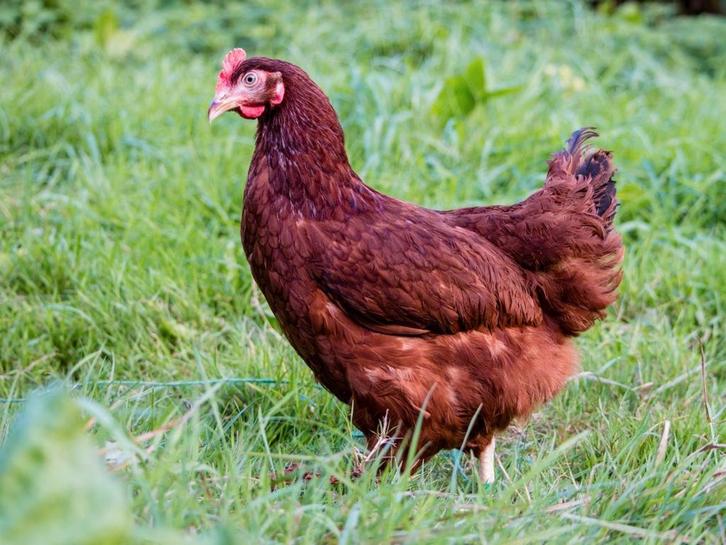 Legkippen|o.a. legklare|va. 7,5€|gratis levering va. 75€, Dieren en Toebehoren, Pluimvee, Kip