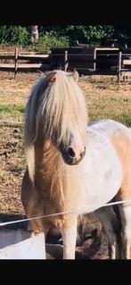 Hengst,Ster,Prefent,kampioen,NMPRS,minipaard,pony, Animaux & Accessoires, Poneys, 11 ans ou plus, Poney de récréation, Poney A (jusqu'à 1.17 m)