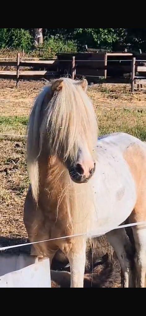 Hengst,Ster,Prefent,kampioen,NMPRS,minipaard,pony, Animaux & Accessoires, Poneys, Étalon, Ne s'applique pas, Poney A (jusqu'à 1.17 m)