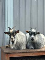 Dwerggeitjes, Dieren en Toebehoren, Schapen, Geiten en Varkens