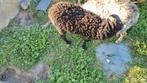 Ouessant ram