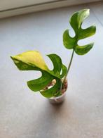 Raphidophora tetrasperma variegata #3, Ombre partielle, Plante verte, Enlèvement ou Envoi, Moins de 100 cm