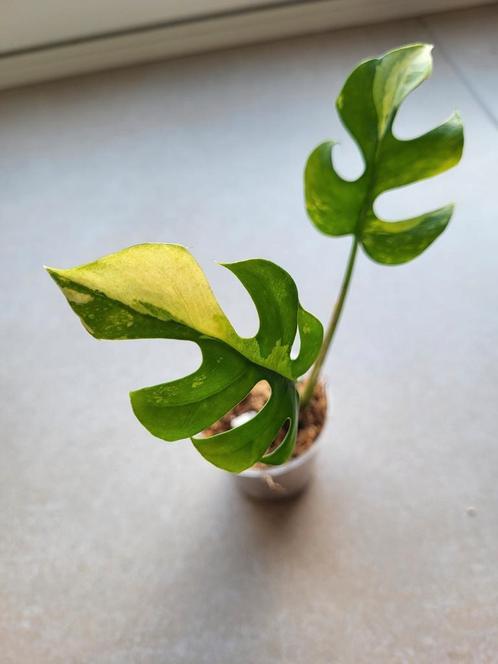 Raphidophora tetrasperma variegata #3, Maison & Meubles, Plantes d'intérieur, Autres espèces, Moins de 100 cm, Plante verte, Ombre partielle