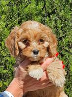 Chiots Cavapoo, 15 semaines à 1 an, Étranger, Chien (mâle), Petit