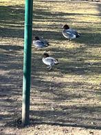 goudoog gans wintertaling, Plusieurs animaux, Canard