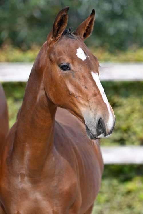 BWP 2j Bamako x Lavallino x Thunder, Dieren en Toebehoren, Paarden, Merrie, Onbeleerd, 165 tot 170 cm, 0 tot 2 jaar, Met stamboom
