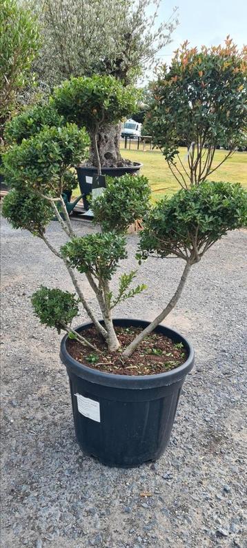 Ilex Green Crenata Bonsai  beschikbaar voor biedingen