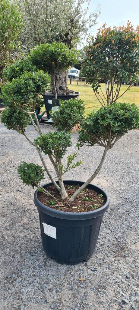 Ilex Green Crenata Bonsai, Tuin en Terras, Planten | Tuinplanten, Halfschaduw, Ophalen