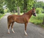 Knappe Welsh dressuur C pony, Dieren en Toebehoren, Pony's, Merrie, Gechipt, Dressuurpony, 7 tot 10 jaar