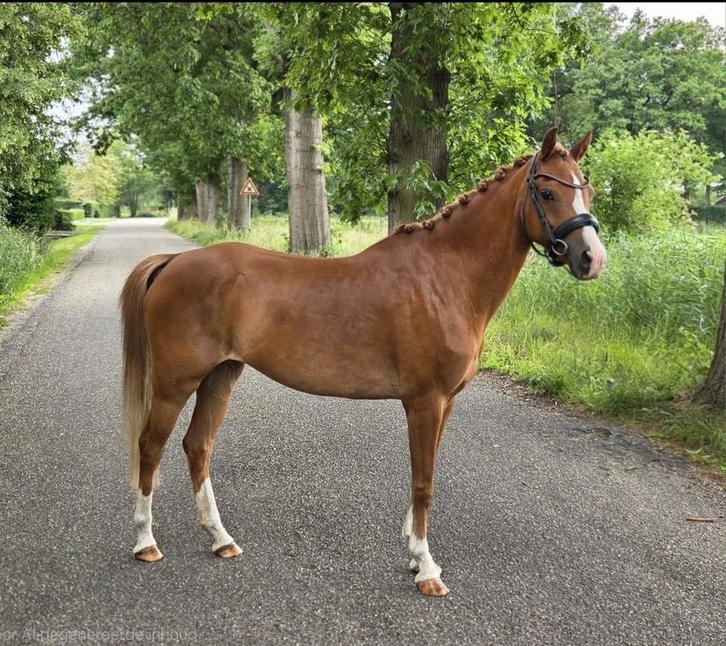 Knappe Welsh dressuur C pony, Dieren en Toebehoren, Pony's, Merrie, L, C pony (1.27m tot 1.37m), Dressuurpony, 7 tot 10 jaar, Met stamboom