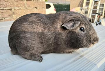 Mooie blauw cavia beertje, Mâle, Cobaye, Domestique