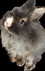 Teddy widder , teddy dwerg en dwerg angora, Dieren en Toebehoren, Konijnen, Dwerg, 0 tot 2 jaar