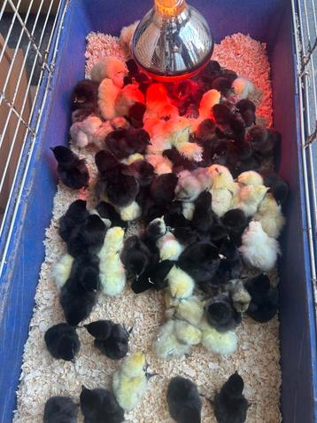 Oeufs à incuber Go h Mong à vendre, Sexe inconnu, Poule ou poulet